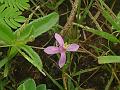 Simple Leaved Clammyweed